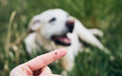 Fästingar och fästingburna sjukdomar hos hund och katt – Symptom, skydd och behandling 
