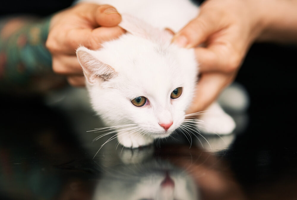 Kan katter ha allergier? Symptom, vanliga orsaker och behandling 
