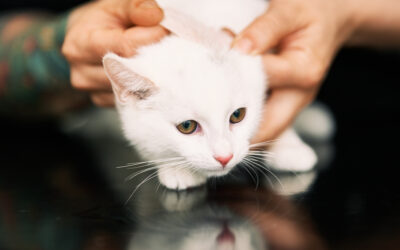 Kan katter ha allergier? Symptom, vanliga orsaker och behandling 
